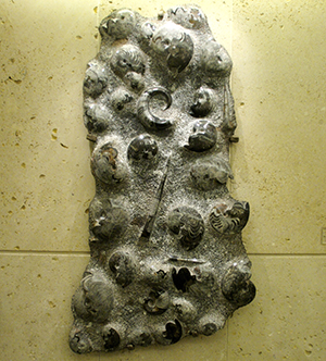 Cephalopoc slab on wall.