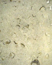 Close up of fossiliferous limestone.