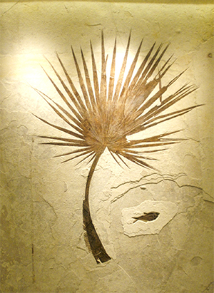 Sabal Palm Frond on display.