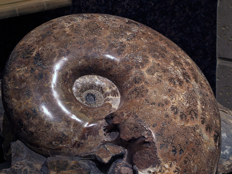 Image of an Ammonite fossil
