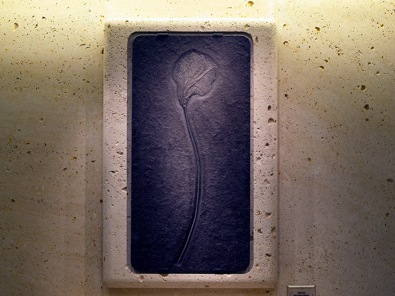 Image of a Crinoid fossil
