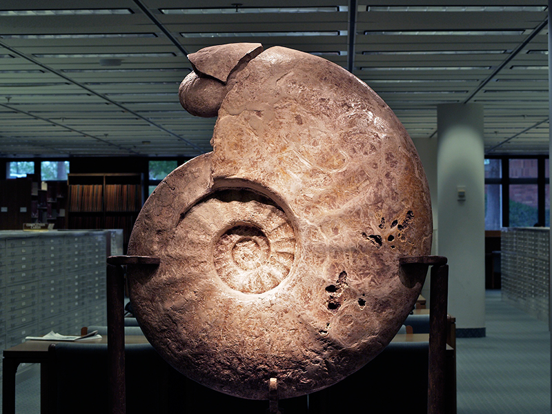 large ammonite fossil