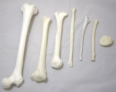 3d printed bone sets available for rent