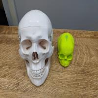 Adult and Baby Skull