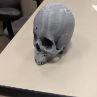 Anth Skull