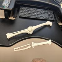 Arm and Leg Bones, Set #2