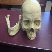 Skull