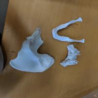 Sphenoid, Os Coxae, Mandible