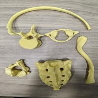 3D printed bones of 1 rib, tail bone, 1 lumbar vertebra, 1 clavicle, 1 cervical vertebrae, and a thoracic vertebra